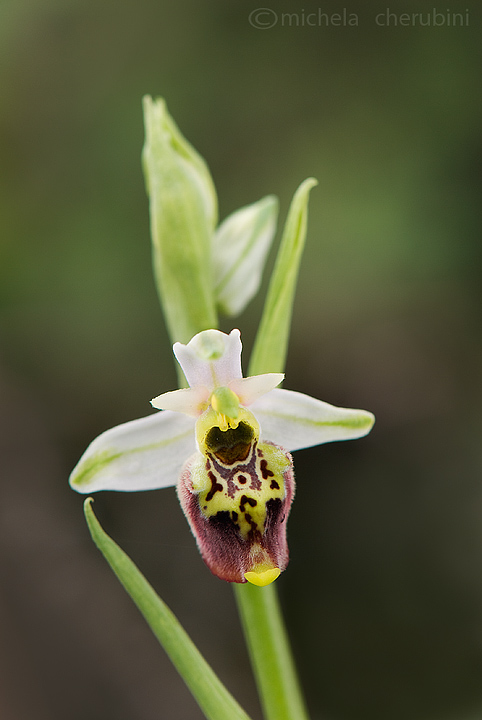 varie orchidee da determinare,qualcuno mi aiuta?